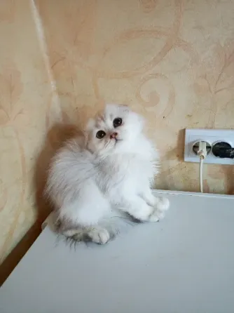 Шотландский вислоухий котëнок (4мес.) Донецк