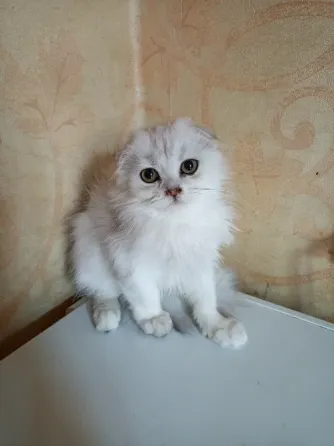Шотландский вислоухий котëнок (4мес.) Донецк