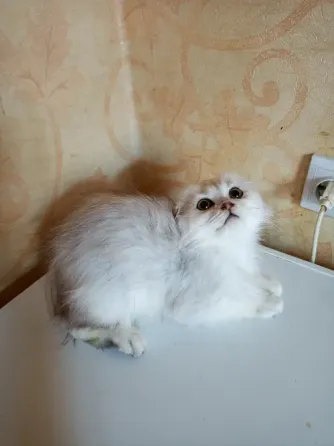 Шотландский вислоухий котëнок (4мес.) Донецк