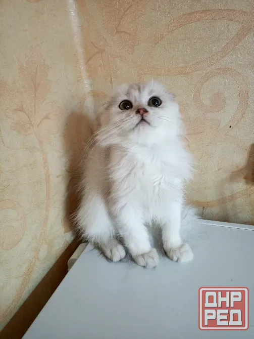 Шотландский вислоухий котëнок (4мес.) Донецк - изображение 1