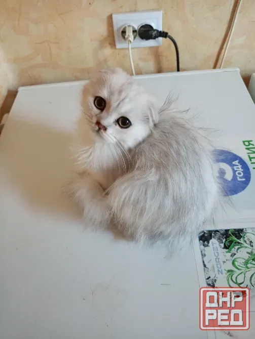 Шотландский вислоухий котëнок (4мес.) Донецк - изображение 5