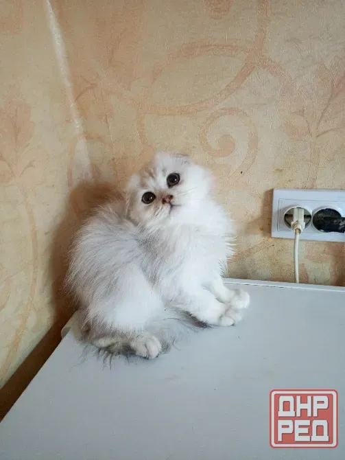 Шотландский вислоухий котëнок (4мес.) Донецк - изображение 3