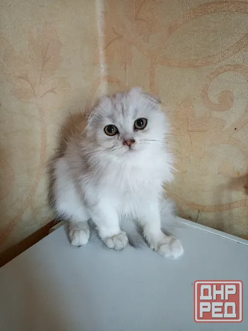 Шотландский вислоухий котëнок (4мес.) Донецк - изображение 2