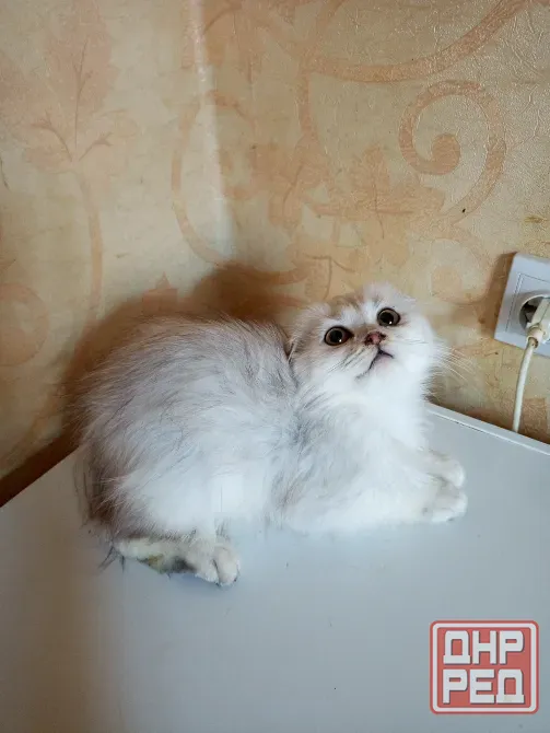 Шотландский вислоухий котëнок (4мес.) Донецк - изображение 4