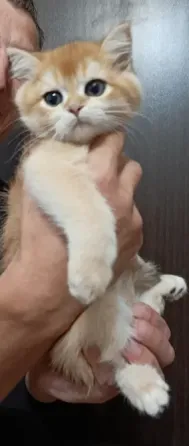 Котёнок Британская золотая шиншилла Мариуполь