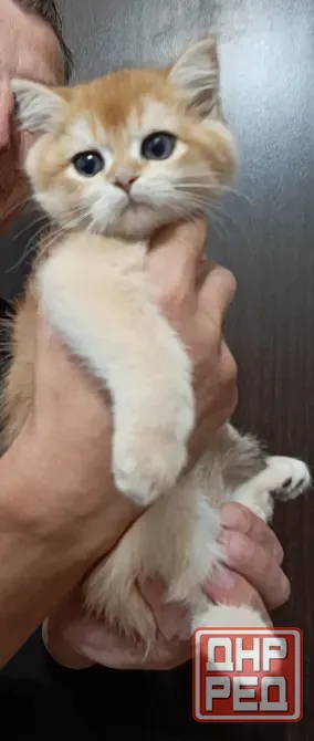 Котёнок Британская золотая шиншилла Мариуполь - изображение 1