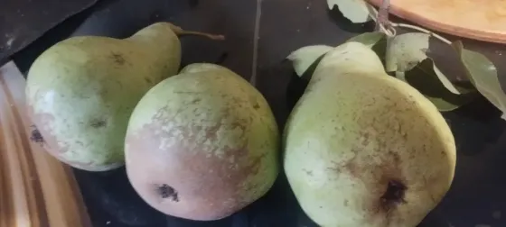 Груши Донецк