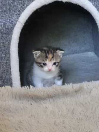 Котята вислоухие Донецк