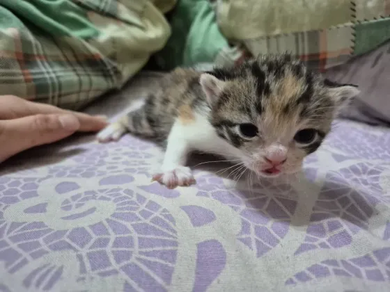 Котята вислоухие Донецк