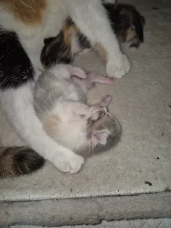 Котята вислоухие Донецк