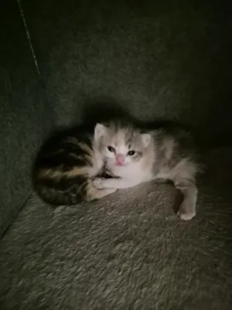 Котята вислоухие Донецк