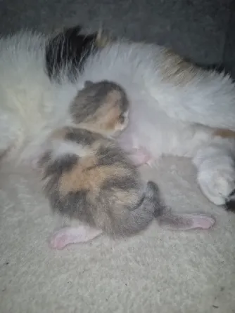 Котята вислоухие Донецк