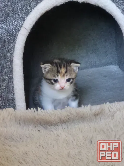 Котята вислоухие Донецк - изображение 5