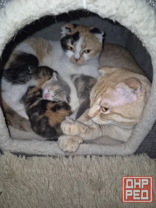 Котята вислоухие Донецк - изображение 7