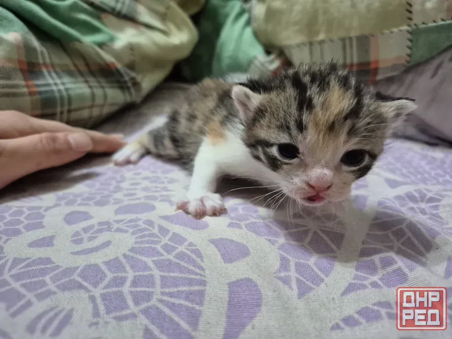 Котята вислоухие Донецк - изображение 3