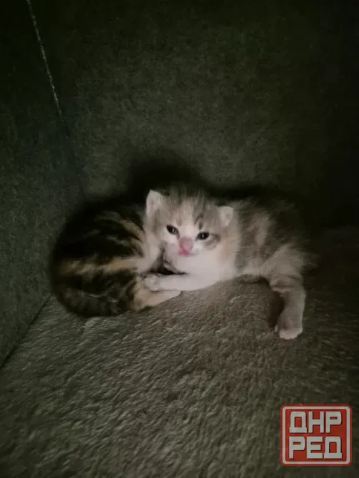 Котята вислоухие Донецк - изображение 6