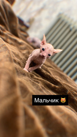 Продаются котята сфинкс Макеевка