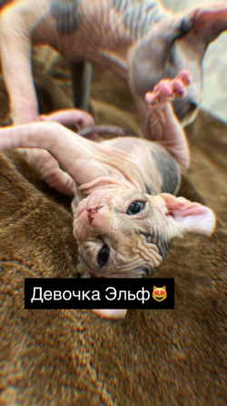 Продаются котята сфинкс Макеевка