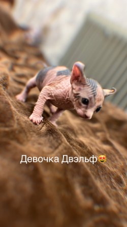 Продаются котята сфинкс Макеевка
