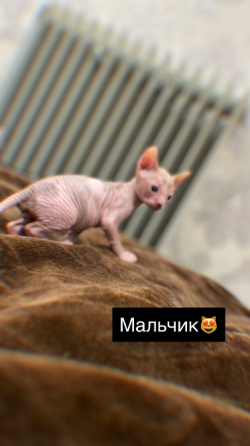 Продаются котята сфинкс Макеевка