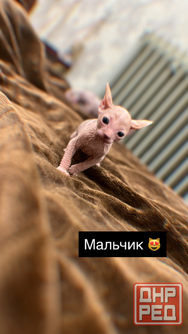 Продаются котята сфинкс Макеевка - изображение 5