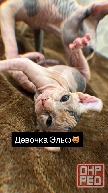 Продаются котята сфинкс Макеевка - изображение 1