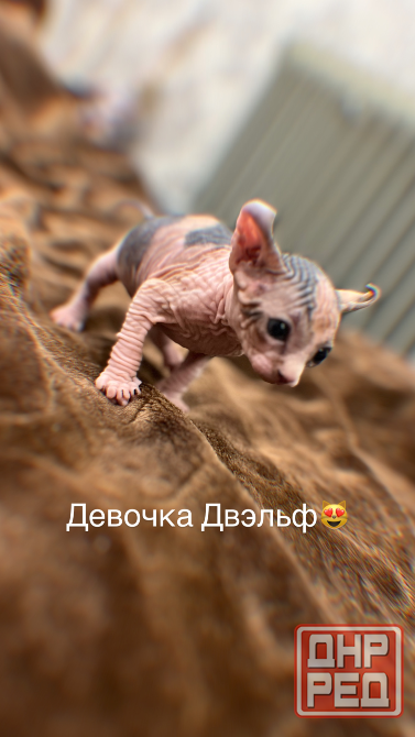 Продаются котята сфинкс Макеевка - изображение 2