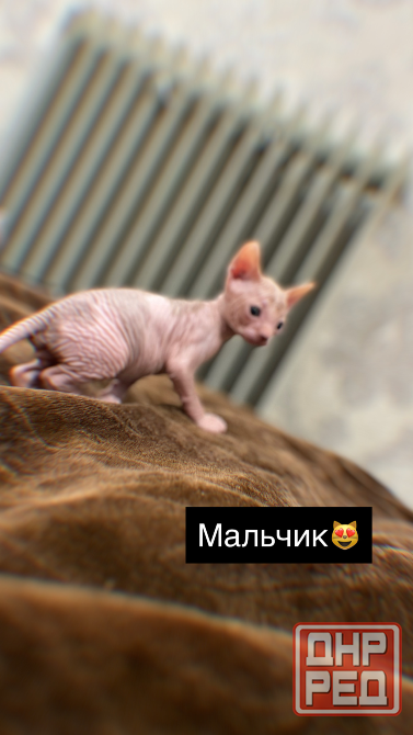 Продаются котята сфинкс Макеевка - изображение 4