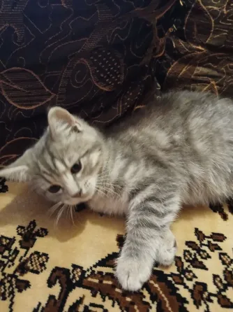 Котенок (кот) бесплатно Донецк
