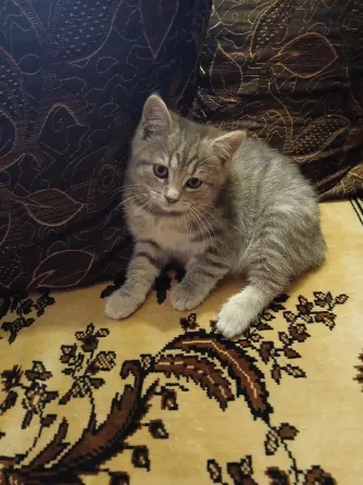 Котенок (кот) бесплатно Донецк
