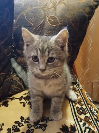 Котенок (кот) бесплатно Донецк