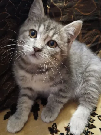 Котенок (кот) бесплатно Донецк