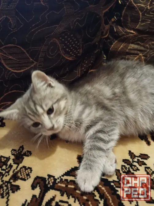 Котенок (кот) бесплатно Донецк - изображение 3