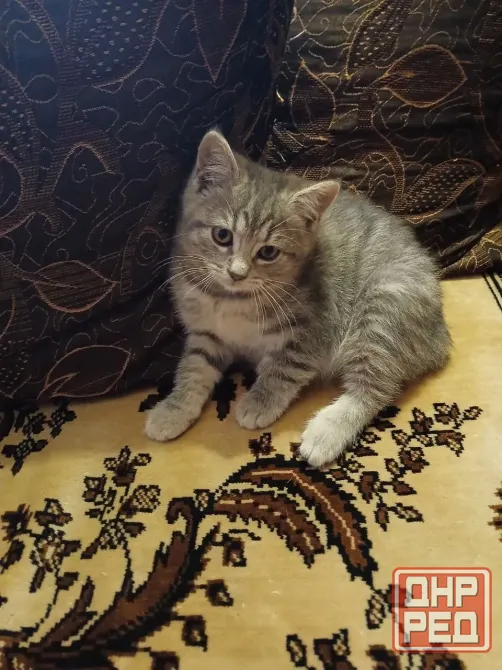 Котенок (кот) бесплатно Донецк - изображение 4