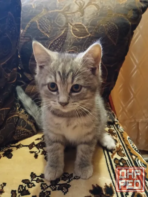 Котенок (кот) бесплатно Донецк - изображение 2