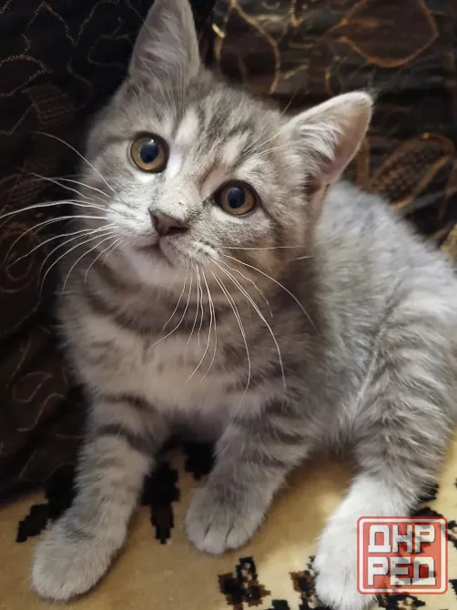 Котенок (кот) бесплатно Донецк - изображение 1