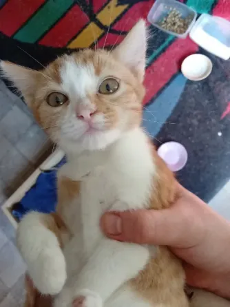 Отдам котят в хорошие руки Донецк