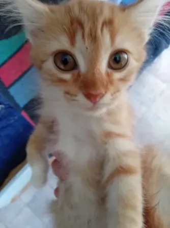 Отдам котят в хорошие руки Донецк