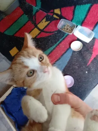 Отдам котят в хорошие руки Донецк