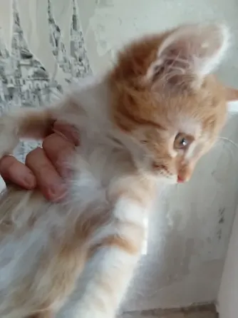 Отдам котят в хорошие руки Донецк