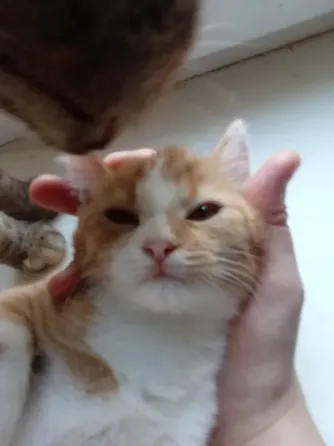 Отдам котят в хорошие руки Донецк