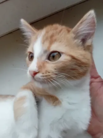 Отдам котят в хорошие руки Донецк