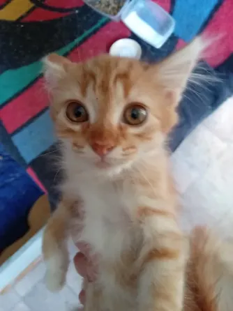 Отдам котят в хорошие руки Донецк