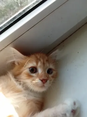 Отдам котят в хорошие руки Донецк