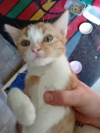 Отдам котят в хорошие руки Донецк