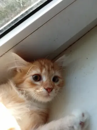 Отдам котят в хорошие руки Донецк