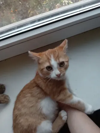 Отдам котят в хорошие руки Донецк