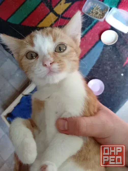 Отдам котят в хорошие руки Донецк - изображение 5