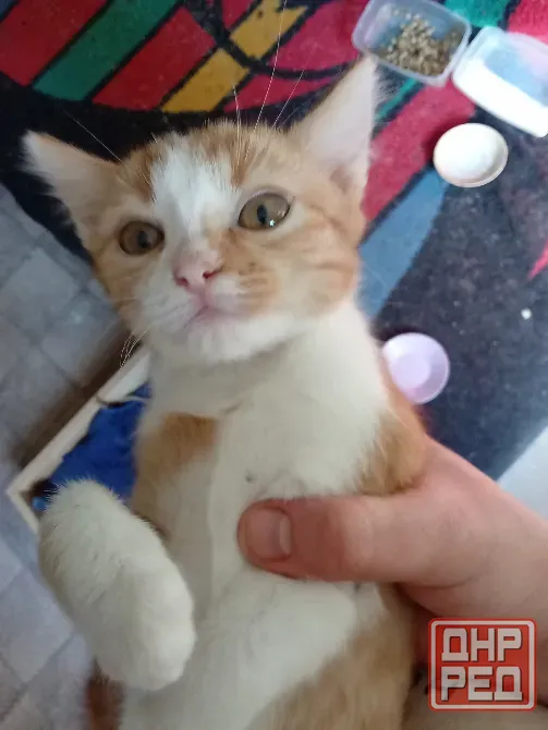 Отдам котят в хорошие руки Донецк - изображение 6