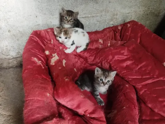 Котики Енакиево
